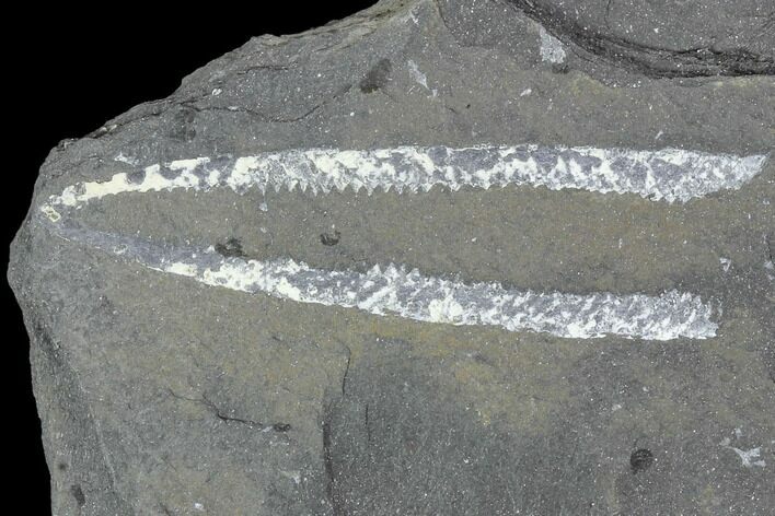 Fossil Graptolite Cluster (Didymograptus) - Great Britain #103454